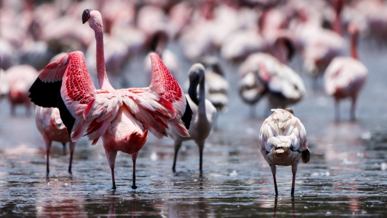 The flamingos move out from the creek during high tide and visit the lakes around Navi Mumbai (behind NRI complex and T.S. Chanakya Maritime University are prominent locations) to rest and feed and return to the creek as the tide recedes